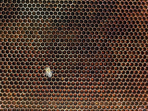 Beehive-honeycomb